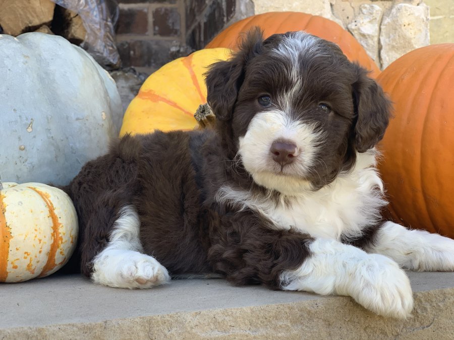 aussiedoodle visiting