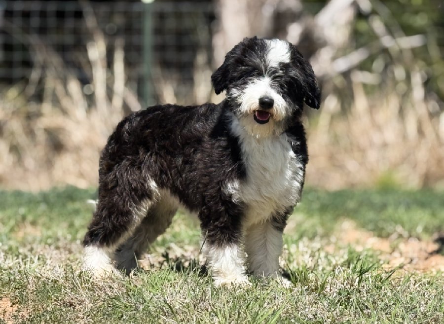 Mazie of Triple Cross Aussies